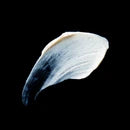 Load image into Gallery viewer, Formidable Aura Cream
